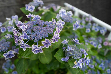 紫陽花の花　梅雨の時期のイメージ