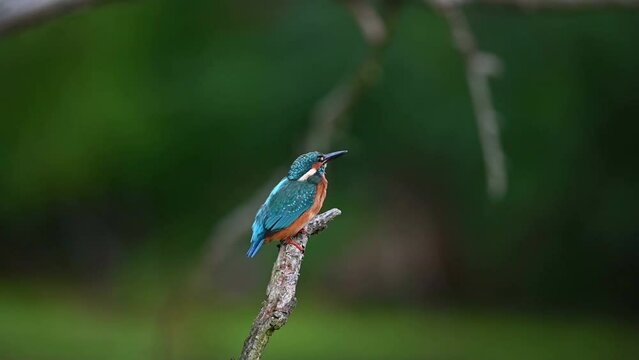 A kingfisher sits on a branch and then flies away. Slowmotion shot.