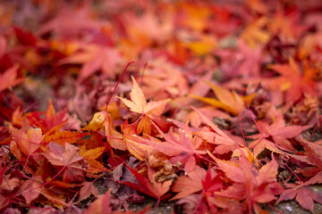 紅葉　秋の和風イメージ