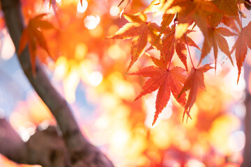 紅葉　秋の和風イメージ