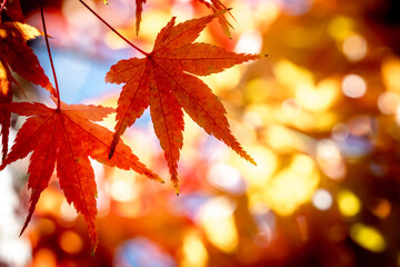 紅葉　秋の和風イメージ