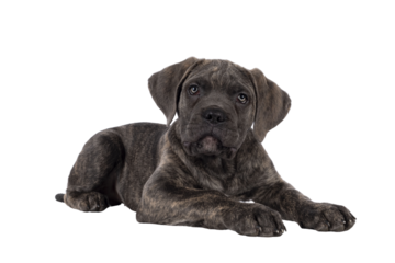 Cute brindle Cane Corso dog puppy, laying down side ways. Looking towards camera with light eyes. Mouth closed. isolated cutout on a transparent background.