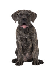 Cute brindle Cane Corso dog puppy, sitting up facing front. Looking towards camera with light eyes. Mouth open and tongue out. isolated cutout on a transparent background.