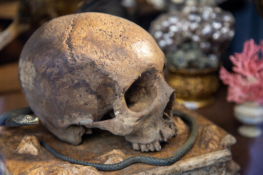 teschio con serpente