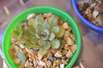 planta linda vertinha da família das suculentas 