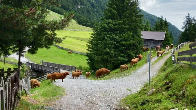 Scottish highland cattle, slowly walking on a hiking trail around St. Sigmund in Austria