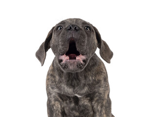 Head shot of cute brindle Cane Corso dog puppy, sitting up facing front. Looking towards camera with light eyes. Mouth open barking. Isolated cutout on a transparent background.
