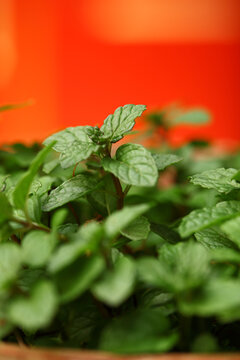 Mentha, Mint in Pot Kitchen Herbs Garden