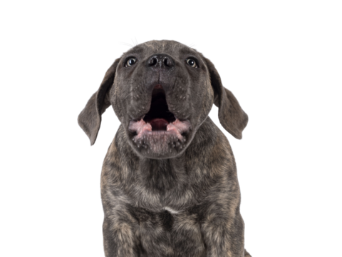 Head shot of cute brindle Cane Corso dog puppy, sitting up facing front. Looking towards camera with light eyes. Mouth open barking. Isolated cutout on a transparent background.
