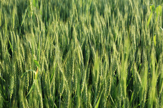 Morning Dew in Wheat Field
