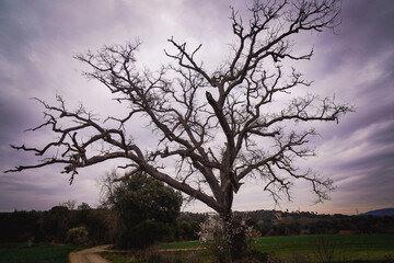 Arbol en otoño