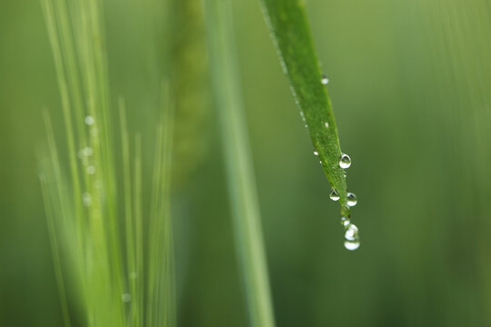 Morning Dew in Wheat Field