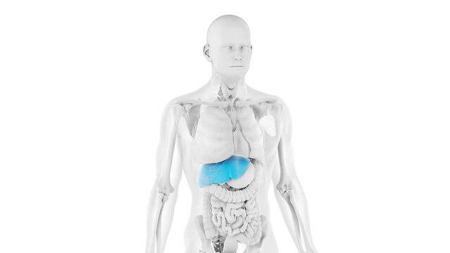 3D rendered medical animation of a man's liver