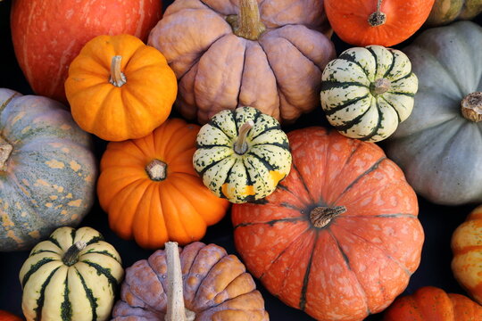 Squashes and pumpkins.