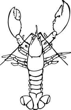 Lobster black and white vector illustration isolated on a white background.