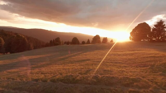 Aerial footage from FPV racing drone of a sun lit meadow during a summer sunset. Flying towards a majestic linden tree in between spruce trees. Sun is peaking through the linden trees. Cierny Balog.