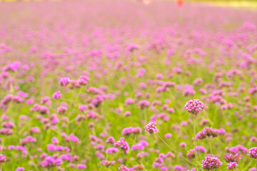 Obraz na płótnie Canvas View of beautiful flower field in หีททำพ
