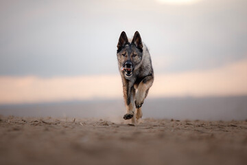 East European Shepherd dog runs on the beach. Active dog in nature. happy pet