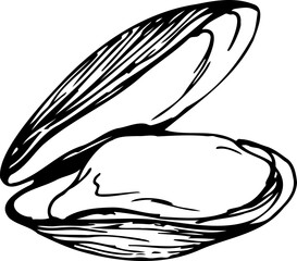 Mussel black and white vector illustration isolated on a white background.