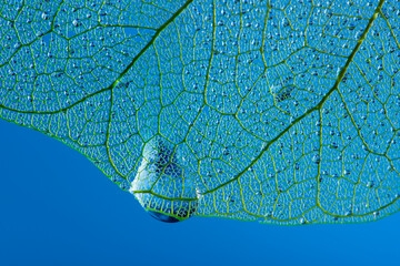 Obraz na płótnie Canvas dewy leaf skeleton, leaf background with veins and cells - beautiful macro photography