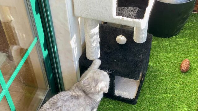 silver shaded british cat walking in sunny garden ignoring the camera