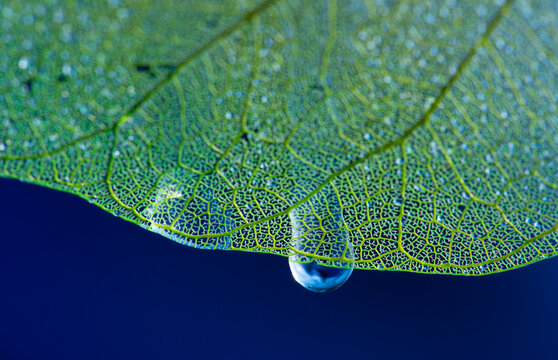 dewy leaf skeleton, leaf background with veins and cells - beautiful macro photography