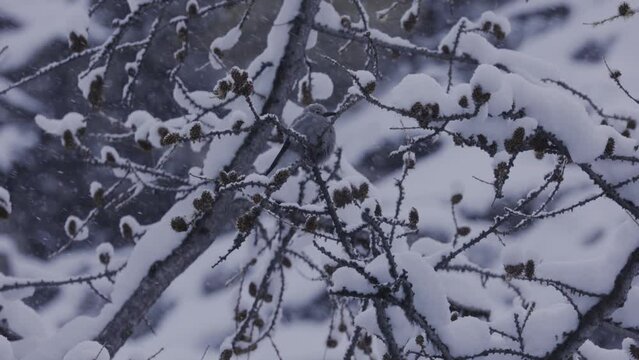 Clarks Nutcracker Bird in Snow Storm, 4K