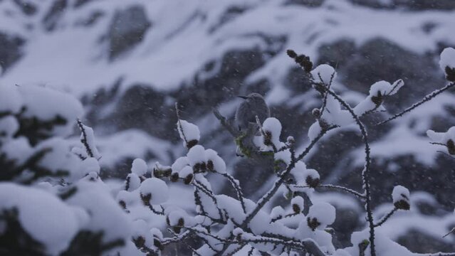 Clarks Nutcracker Bird, Banff National Park, 4K, Winter