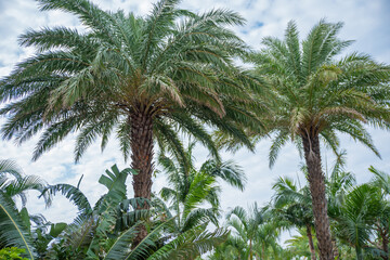 Fototapeta premium ヤシの木