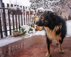 Portrait of a beautiful fluffy wet dog in winter weather on the terrace of a country house