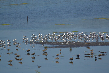 a sea bird in a lagoon near the sea