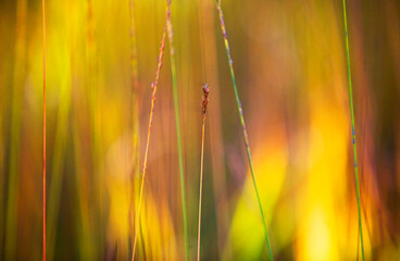 delicate gold glowing blades of grass at dusk,background for design,