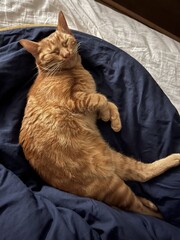 Chat jaune