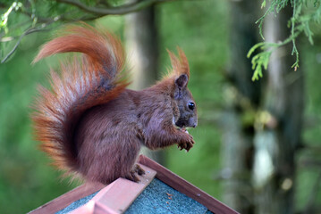 Eichhörnchen im Garten