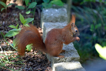 Eichh&ouml;rnchen im Garten