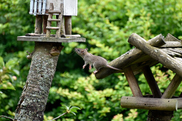Die Maus im Vogelhaus