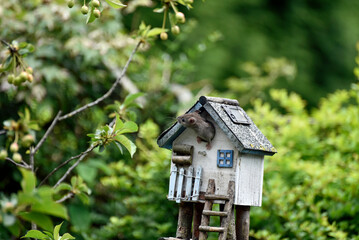 Die Maus im Vogelhaus