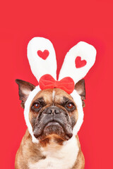 Cute French Bulldog dog wearing Valentine's Day headband with bunny ears with hearts on red...