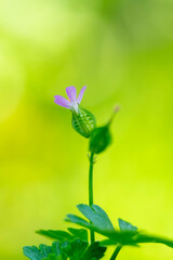 Beautiful flower of Geranium robertianum or mountain geranium with very defocused natural background.