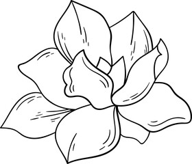 Blooming magnolia flower line art Contemporary floral design © Mykola Syvak