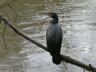 cormoran