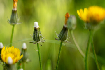 A group of a buds prickly goldenfleece,Uroprickly spermum picroides