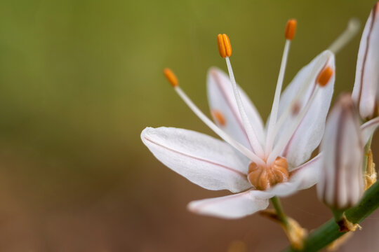 White asphodel flowers or Asphodelus albus.