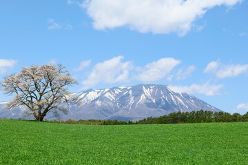 小岩井農場の一本桜と岩手山。雫石、岩手、日本。４月下旬。