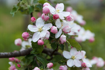 Obraz premium Flowering apple tree. Beautiful delicate large apple tree flowers blossomed on tree branches in the garden in spring, beautiful green background