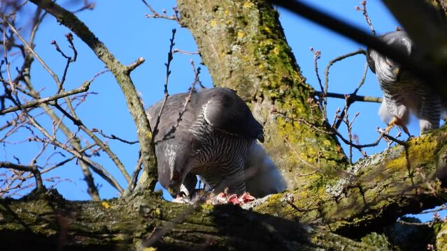 Habicht (Accipiter gentilis)