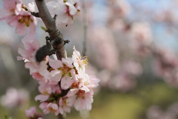 Park with beautiful trees, pink, white blossoms. The street smells of spring and love. Nature wakes up, colors delight the eyes, beautiful nature