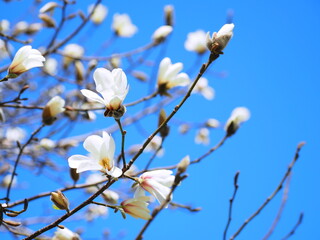 白木蓮の花