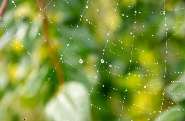Web in drops of morning dew. Spider mesh.