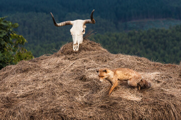 Fox and skull